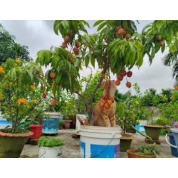 Bonsai Litchi Plant